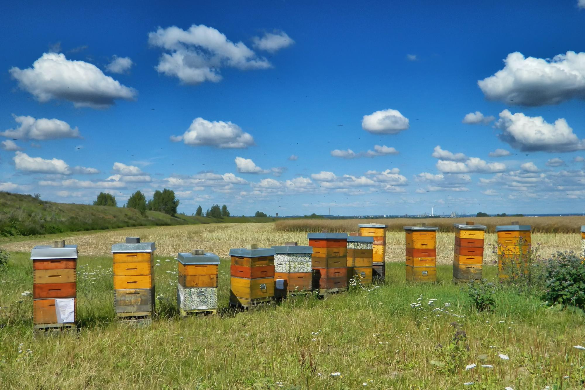 Jak szukać działki na pasiekę?