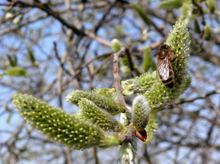 Jakie rośliny sadzić w pobliżu pasieki, aby zapewnić pszczołom najlepszy pożytek?