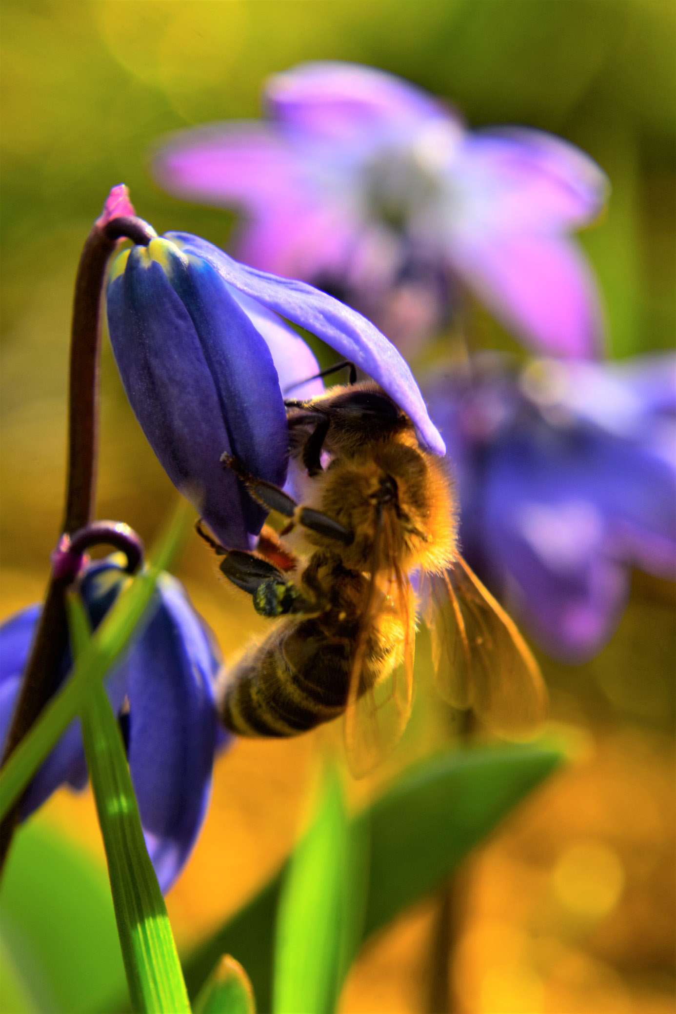 Obraz zawierający roślina, bezkręgowiec, pszczoła, Fotografia makro
