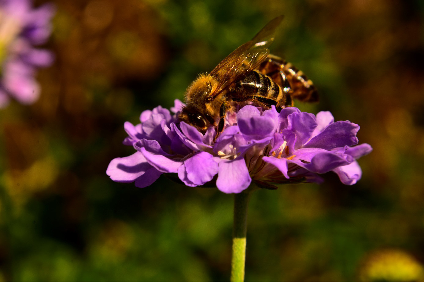 Obraz zawierający owad, bezkręgowiec, Owad zapylający, Owad z błoniastymi skrzydłami