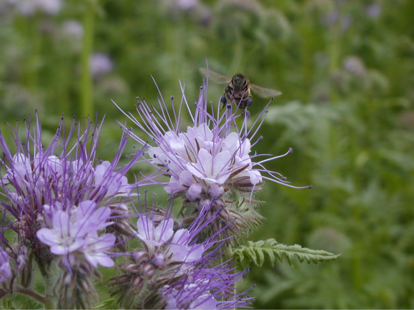Obraz zawierający kwiat, facelia, roślina, na wolnym powietrzu