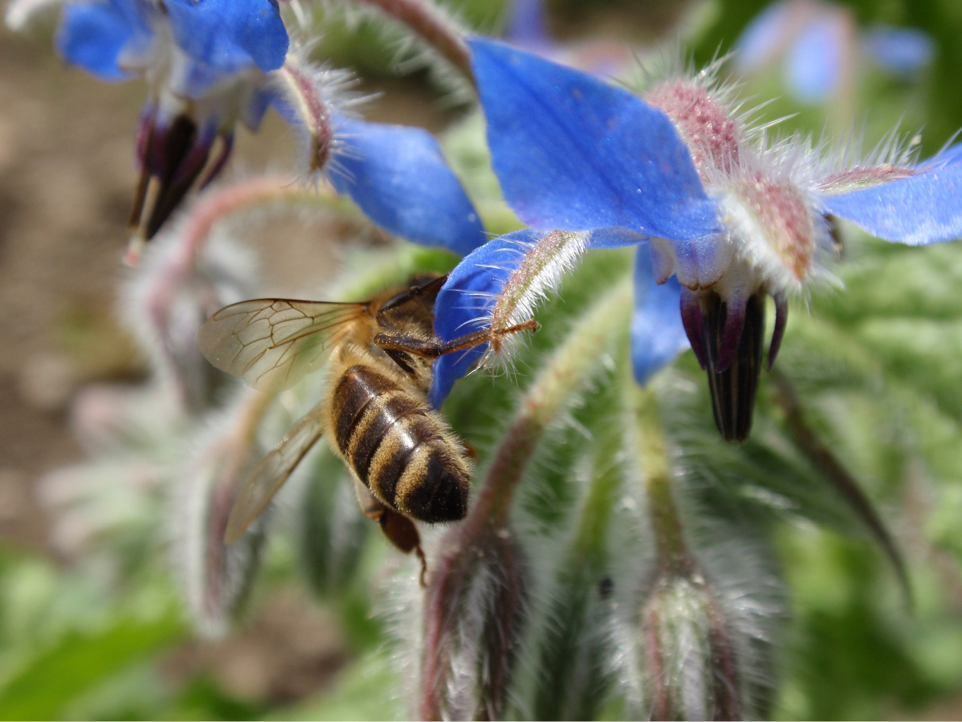 Obraz zawierający na wolnym powietrzu, owad, bezkręgowiec, Ogórecznik lekarski
