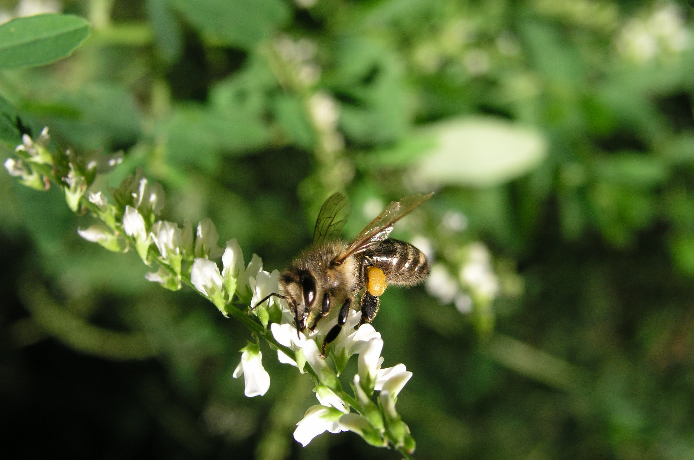 Obraz zawierający bezkręgowiec, pszczoła, Owad zapylający, Owad z błoniastymi skrzydłami