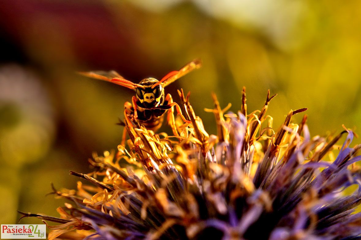 Obraz zawierający Fotografia makro, bezkręgowiec, owad, stawonogi