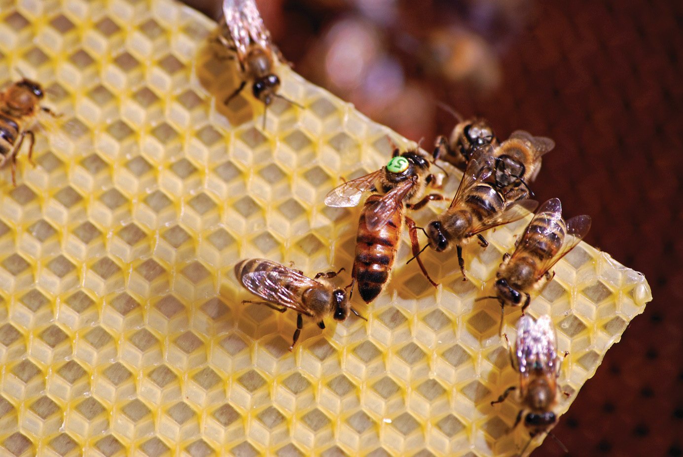 Dlaczego warto wychowywać matki pszczele samodzielnie?