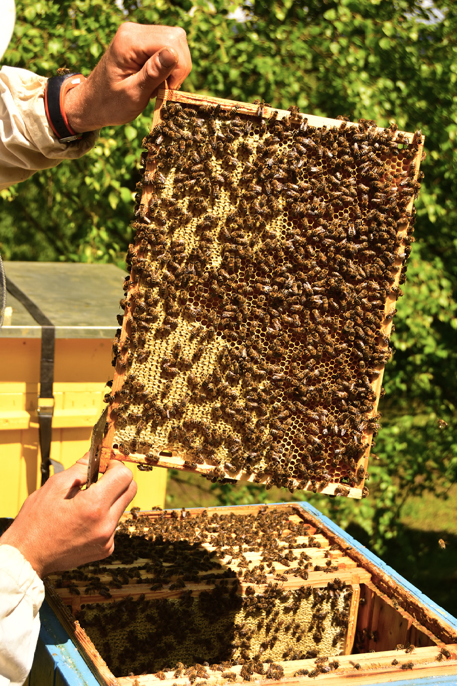 Niezbędne przy miodobraniu