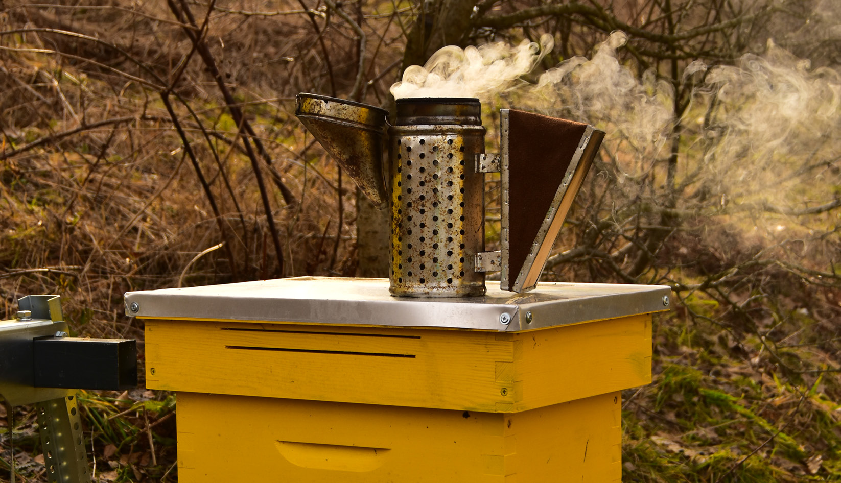 Dlaczego podkurzacz to narzędzie niezbędne wiosną?