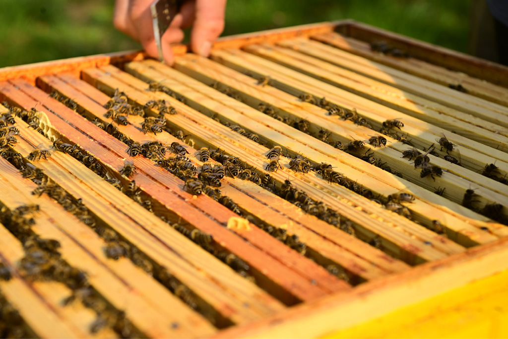 na zdjęciu pszczoły na ramkach w otwartym ulu