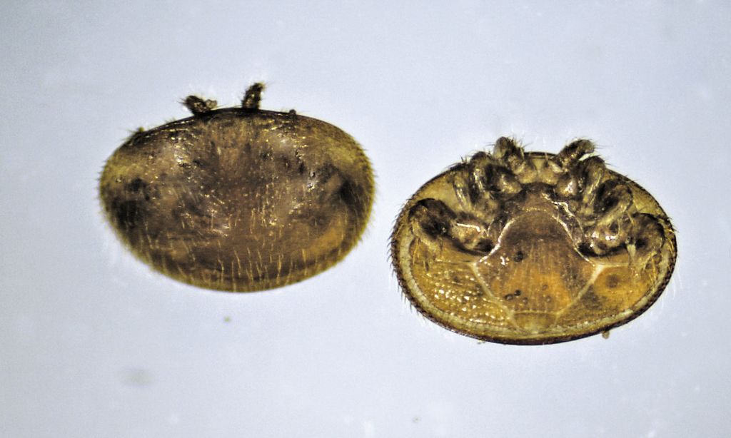 Compendiu de apicultură - cunoștințe despre varooza, partea 1.