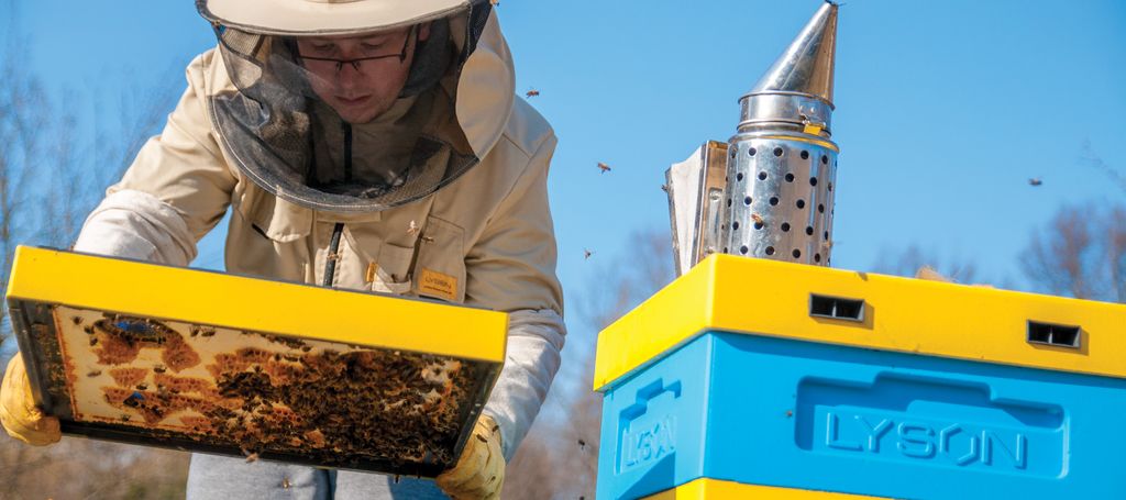 Lucrări asupra familiilor de albine în luna. MARTIE