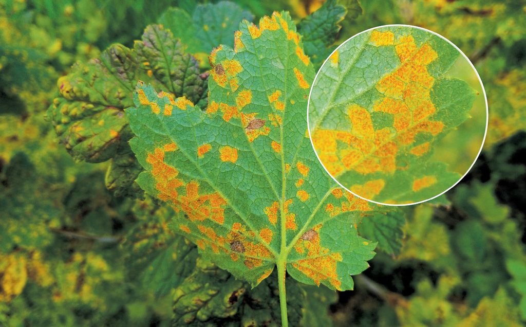 Și albinele culeg ciuperci