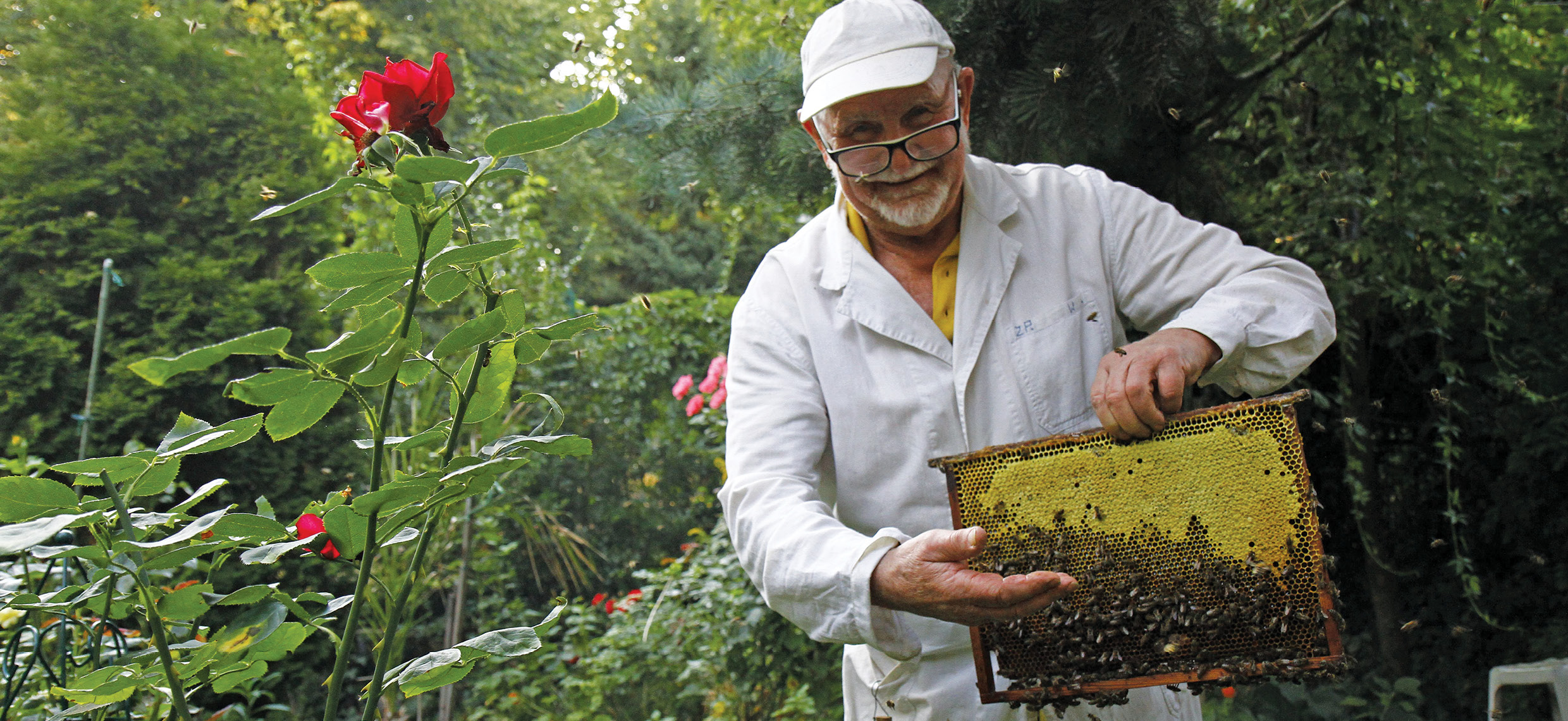 Despre profesorul Woyke și câteva dintre descoperirile acestuia
