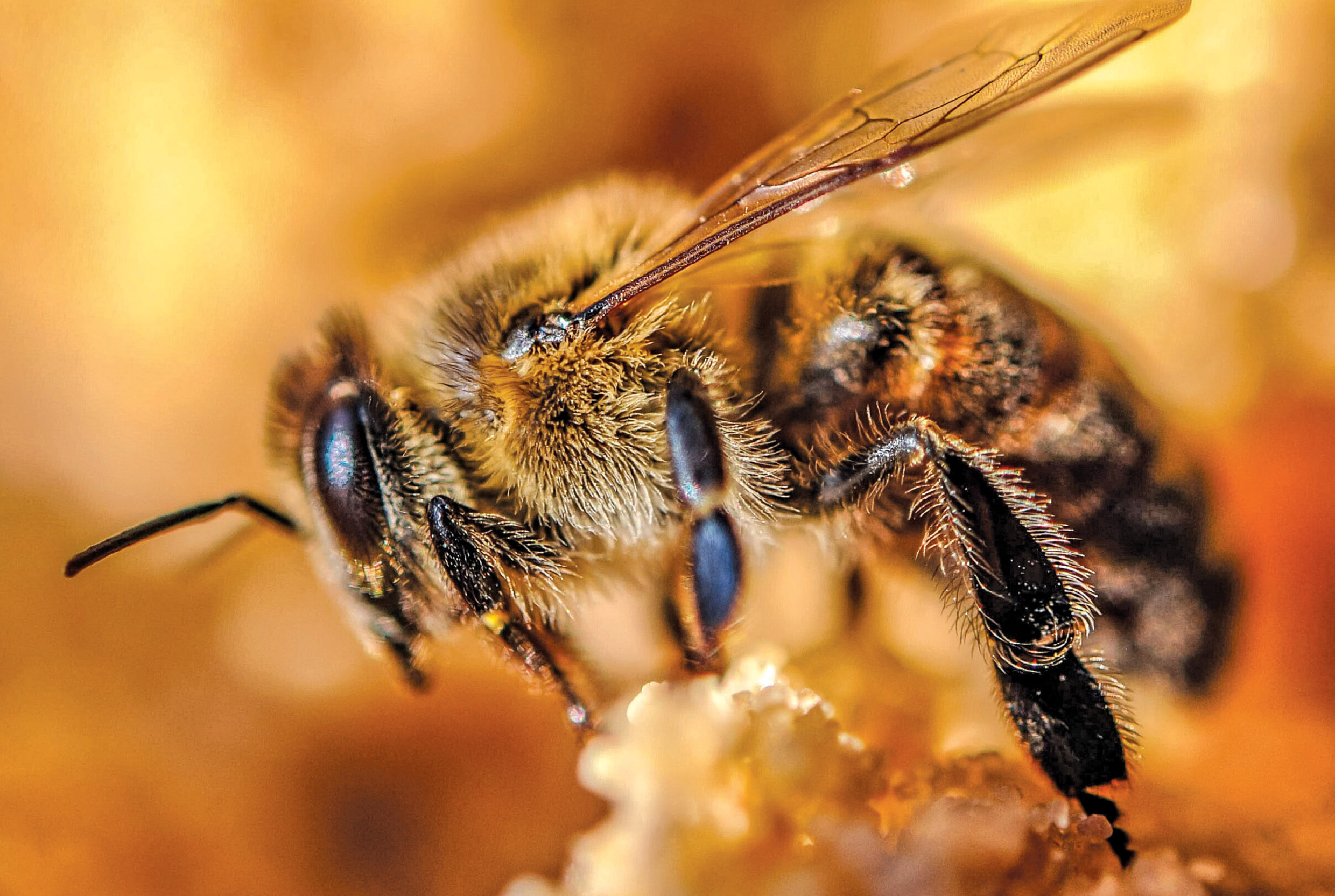 Gestionarea populației de albine (partea a II-a)