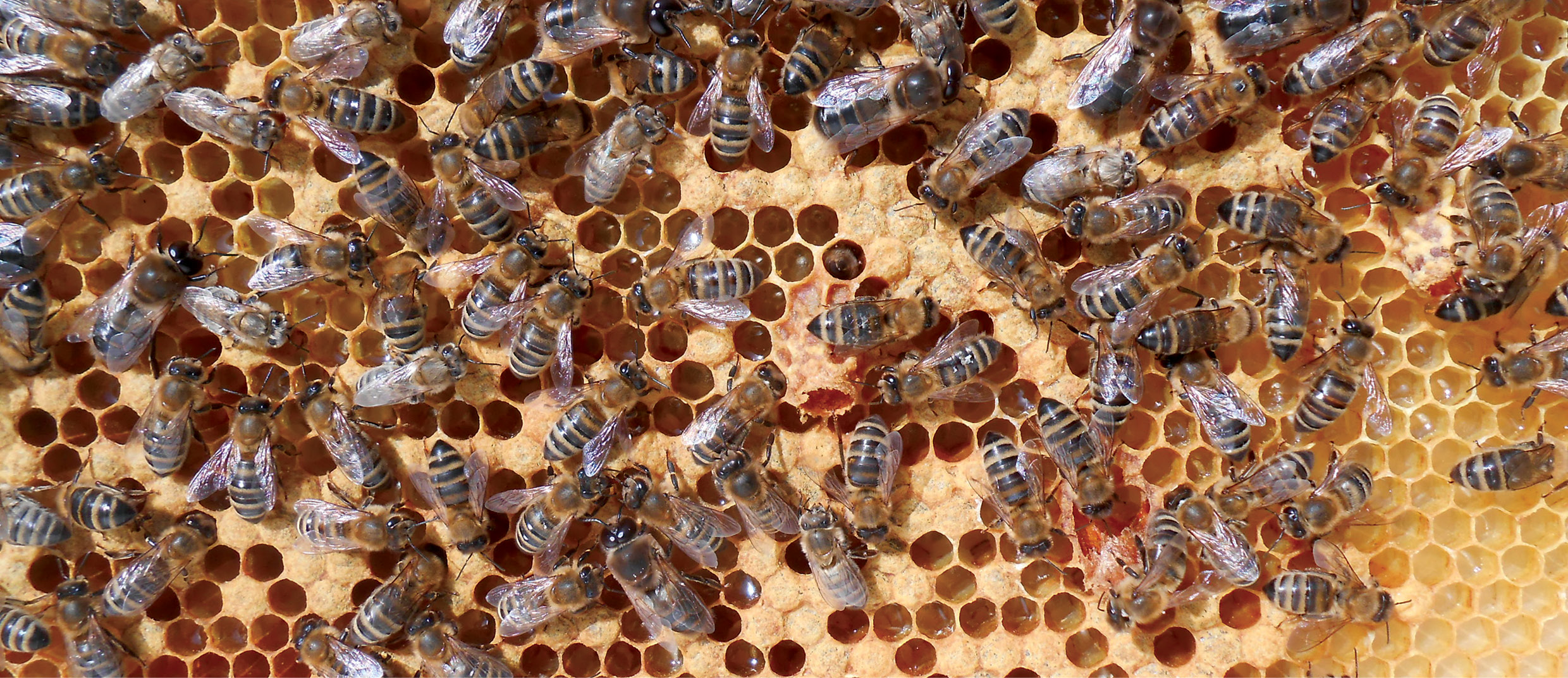 Ce greșeli facem la înlocuirea mătcilor de albine?