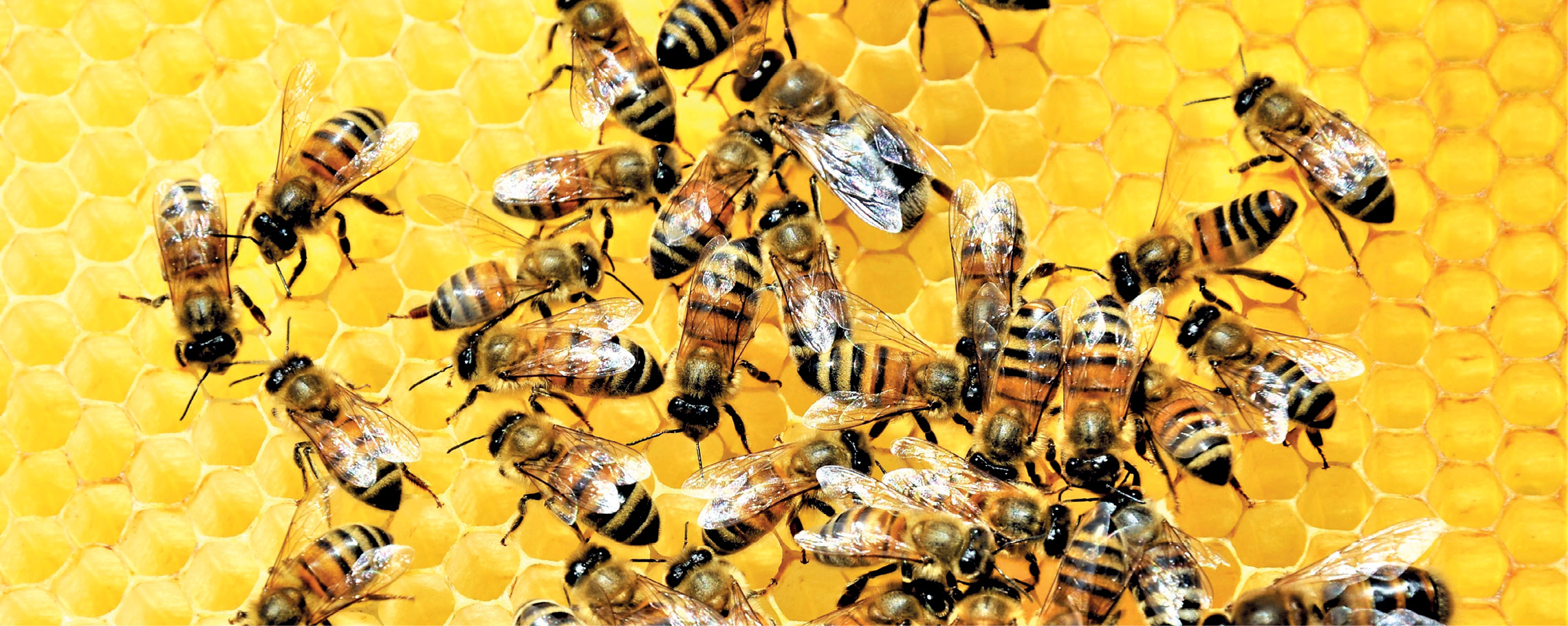 Sfaturi pentru nutriția pe timpul rece. Zeolit – noutate pentru protecția albinelor