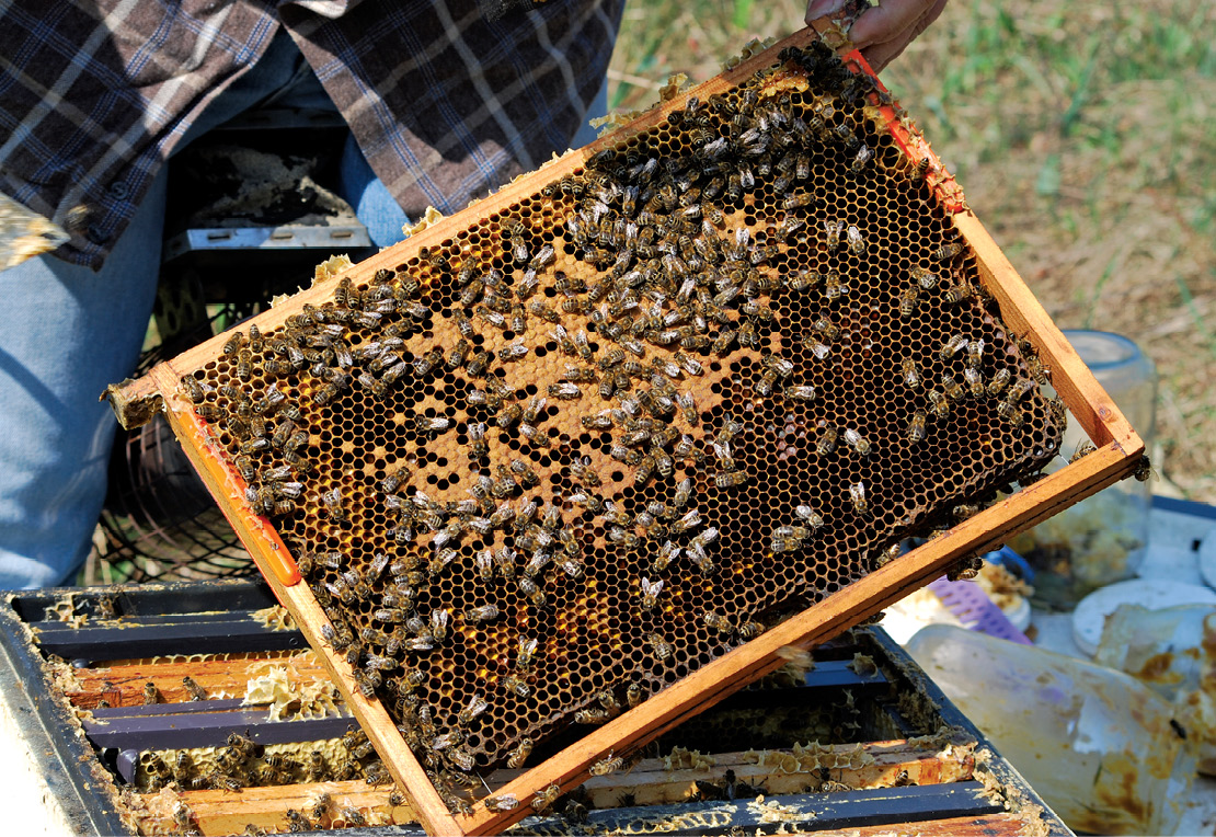 Stupina nr 1/2021(4)