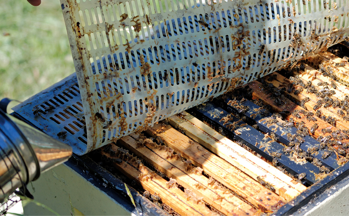 Stupina nr 1/2021(4)