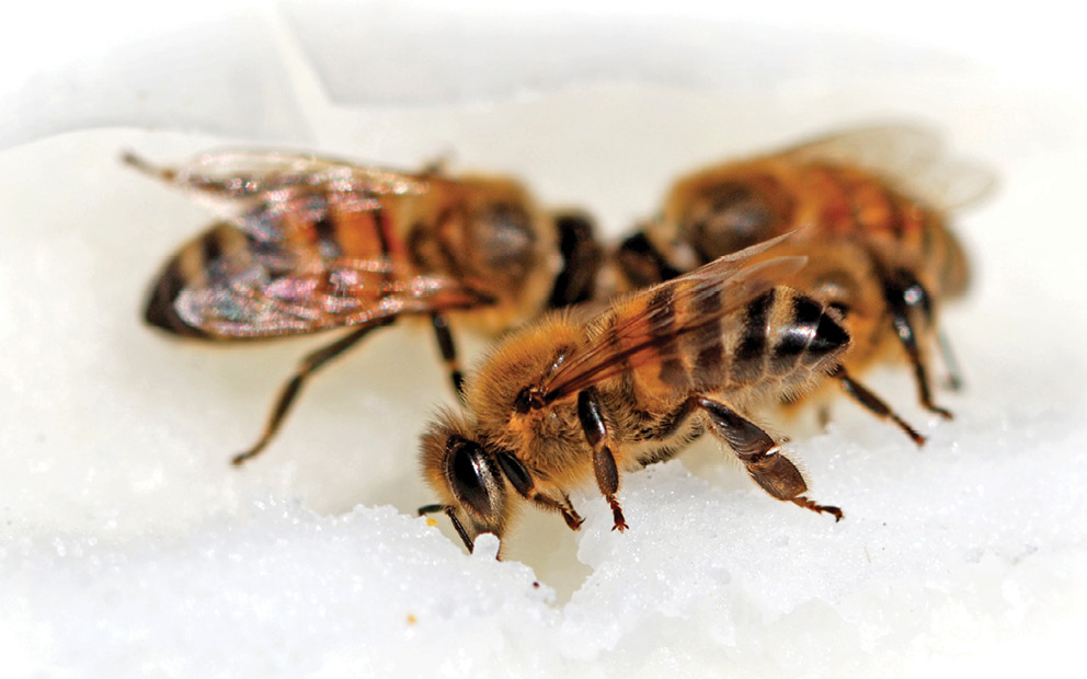 Avantajele și dezavantajele zahărului în hrănirea albinelor