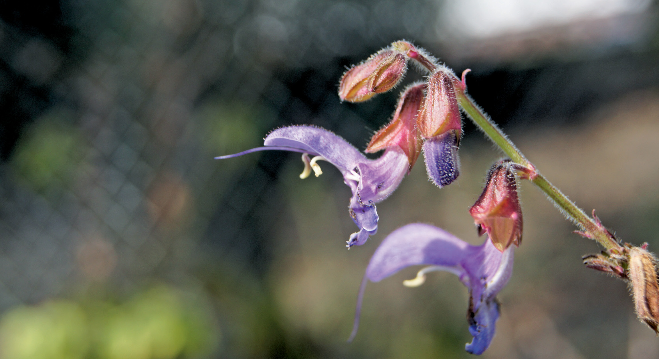 Szałwia czerwonokorzeniowa.