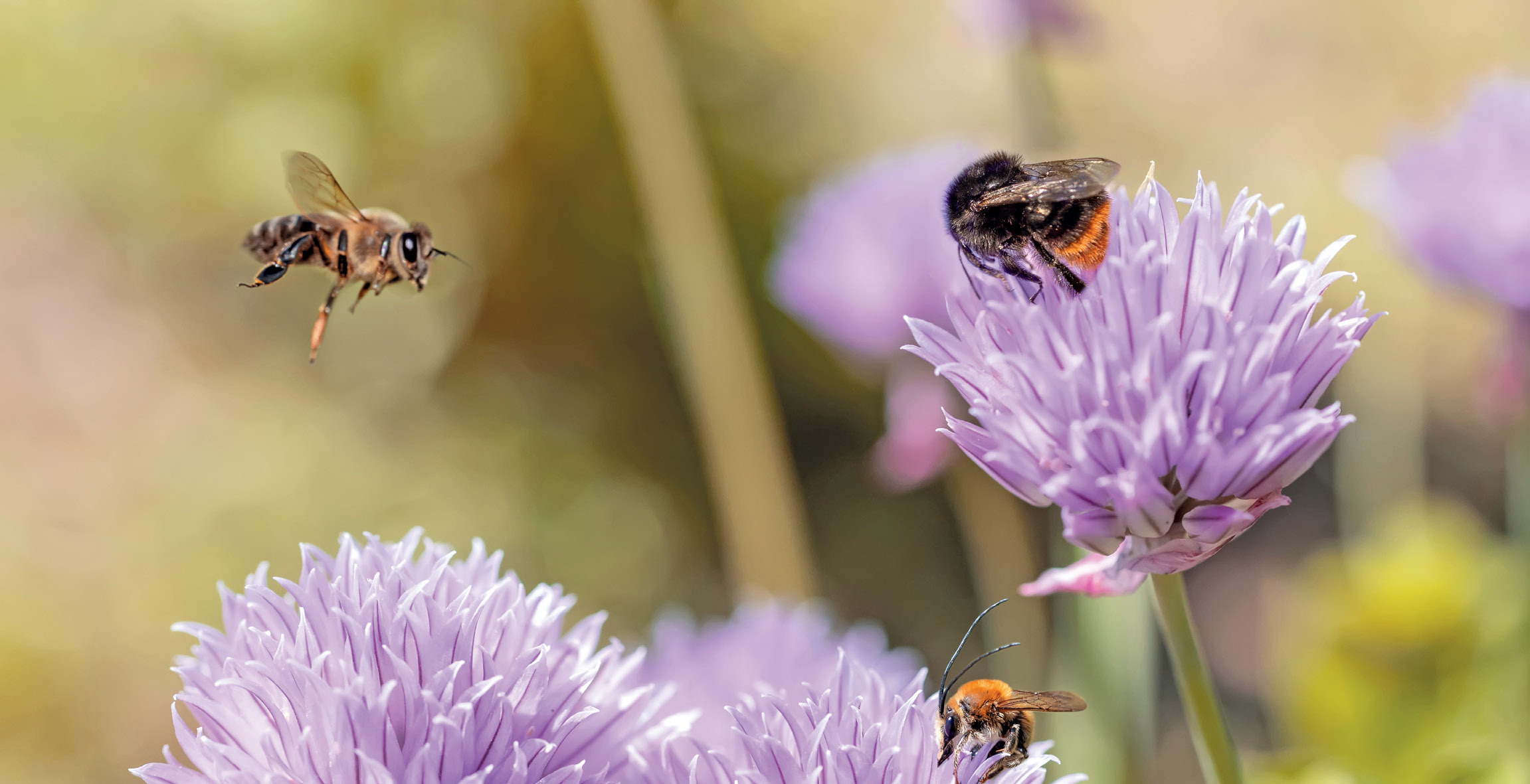 Albinele - o specie invazivă?