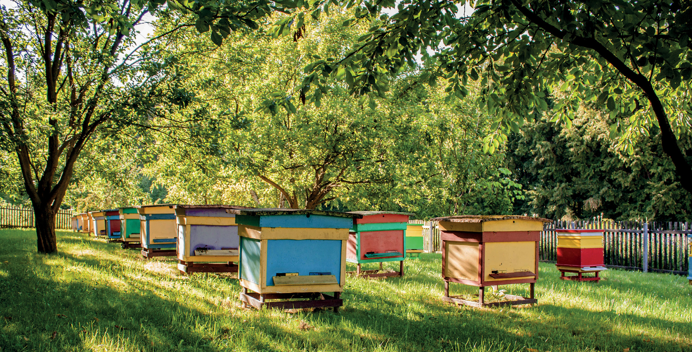 Cum se transmit bolile albinelor, partea a 2 a.