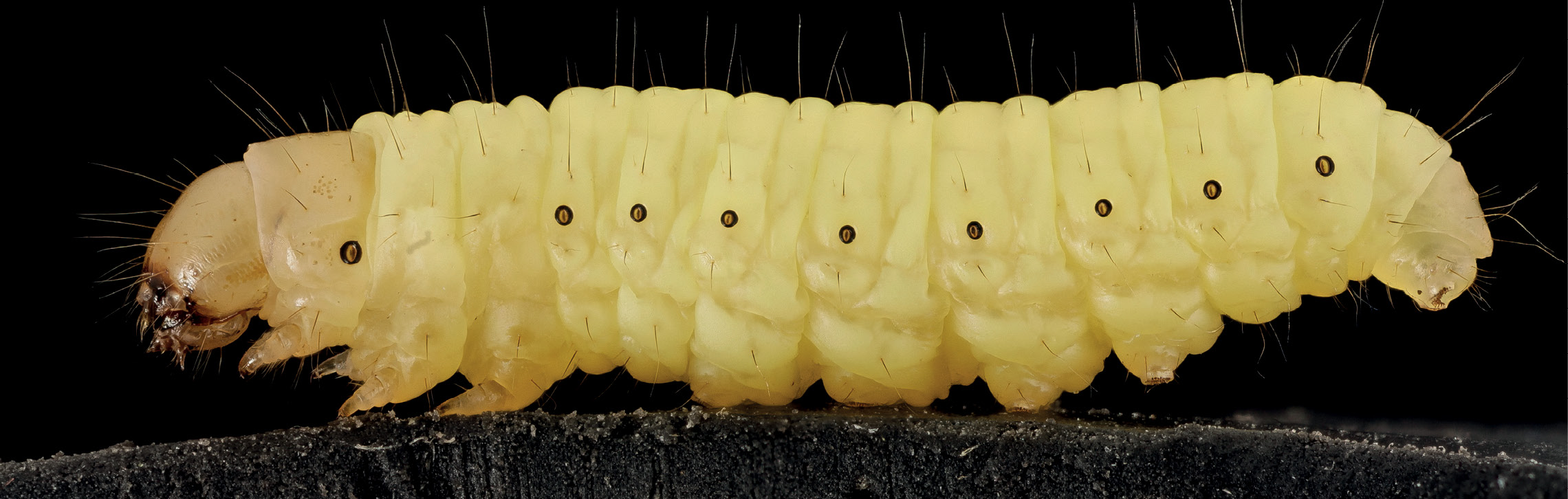 Molia mare - dăunător al albinelor și nevertebrat de laborator