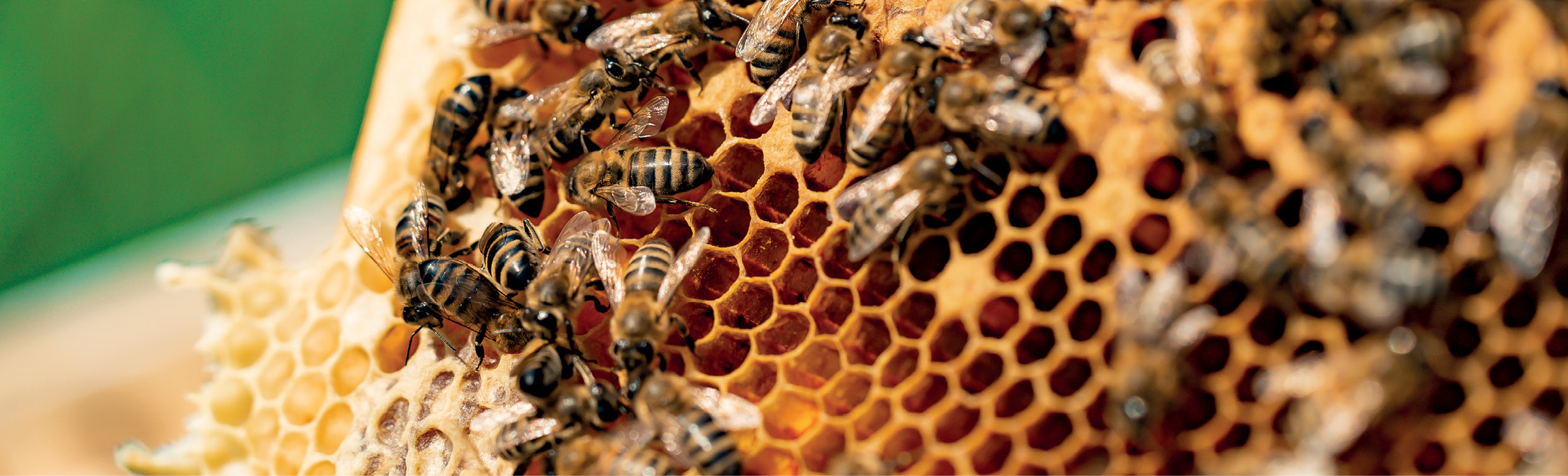 Ce știm despre încercarea de a crește albine rezistente la varroa - succese și dificultăți