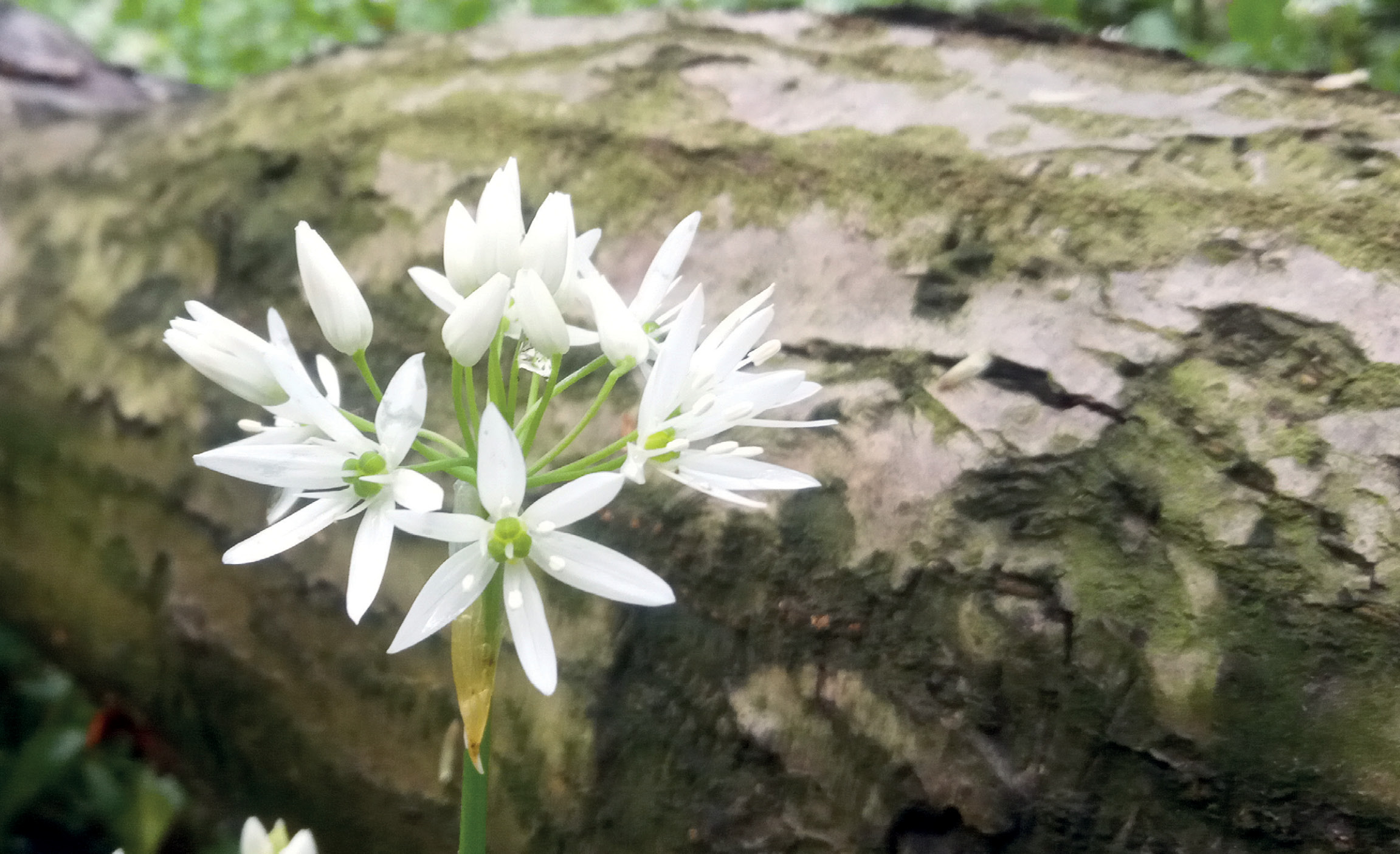 Grădini de plante benefice