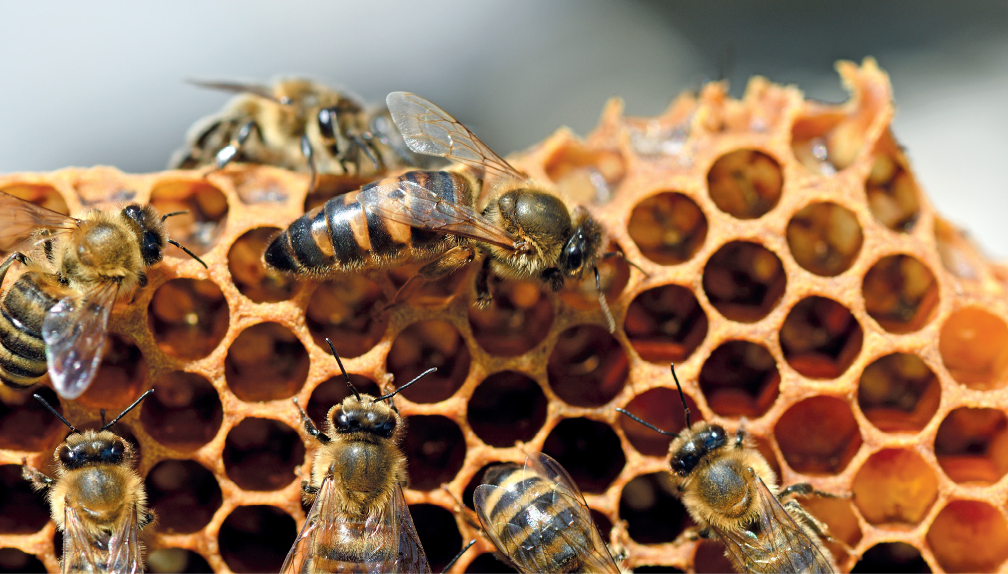 MIT: Conflictul rasial al albinelor nu există. Prin urmare, nu este nicio problemă de a introduce matci la familii de alte rase