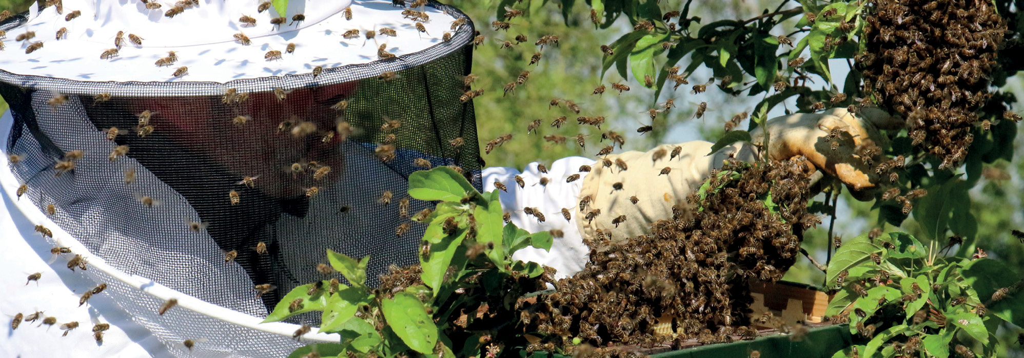 MIT: Roiul nu va scăpa dacă îl punem într-un stup în care am așezat un fagure cu puiet necăpăcit