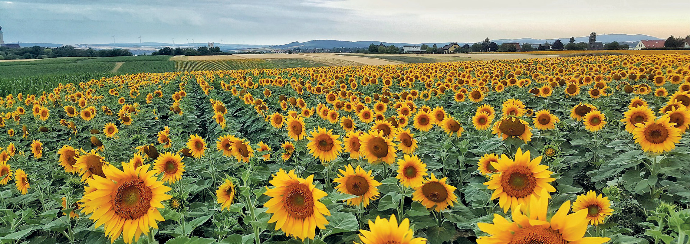 Mierea de floarea soarelui sub lupa